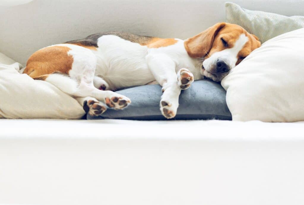 dog sleeping on couch between cushions