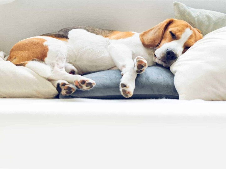 dog sleeping on couch between cushions