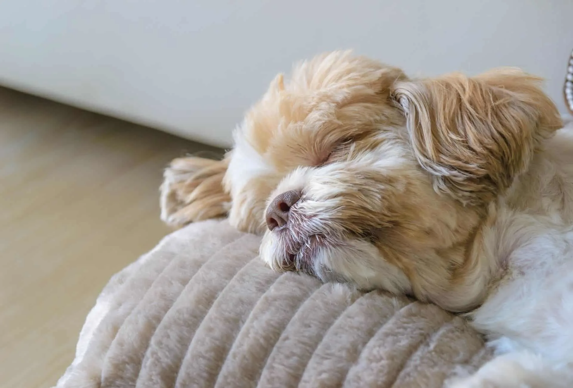 Dog on outlet pillow