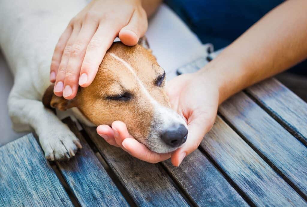 dog head between hands
