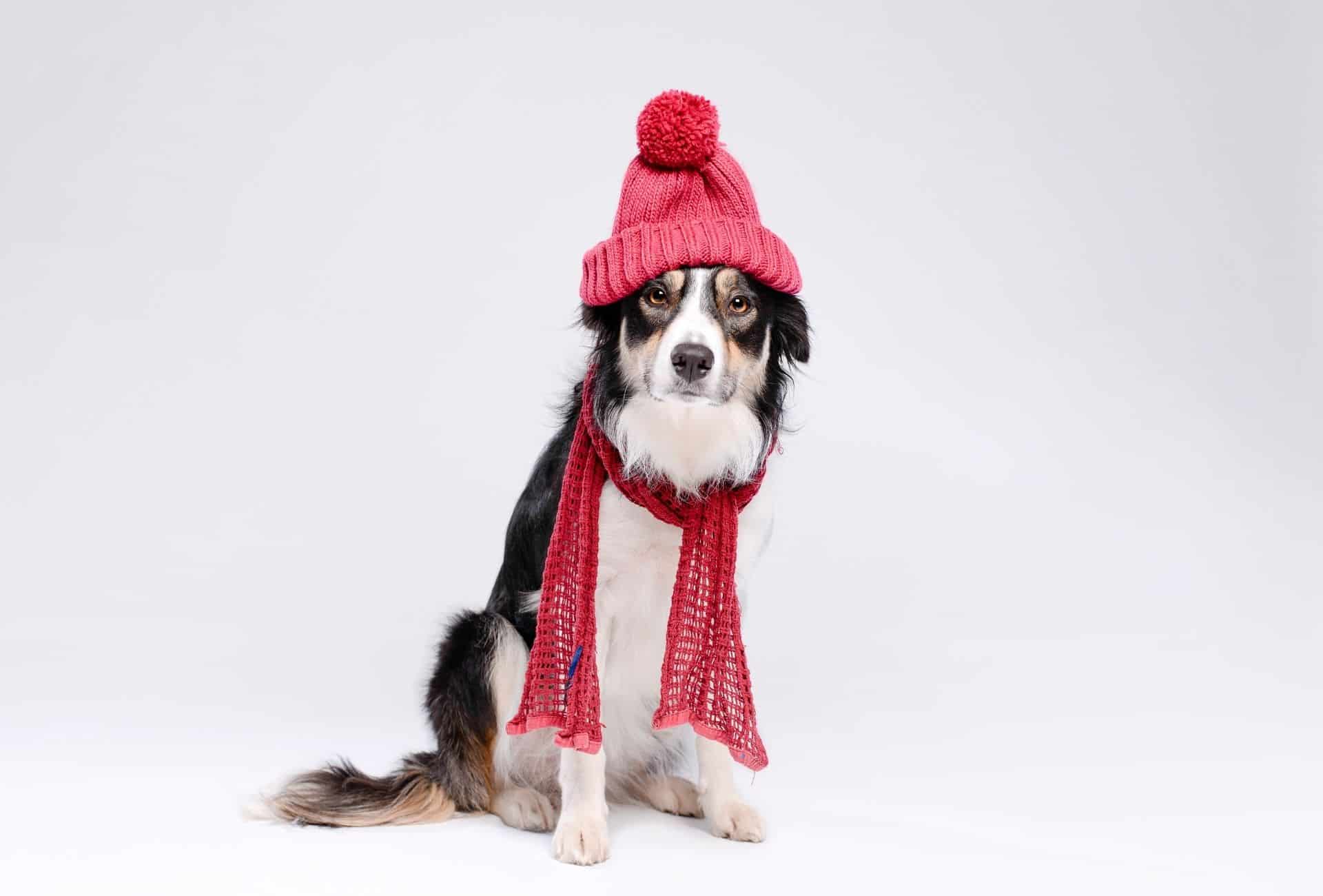 Dog with red scarf and beanie
