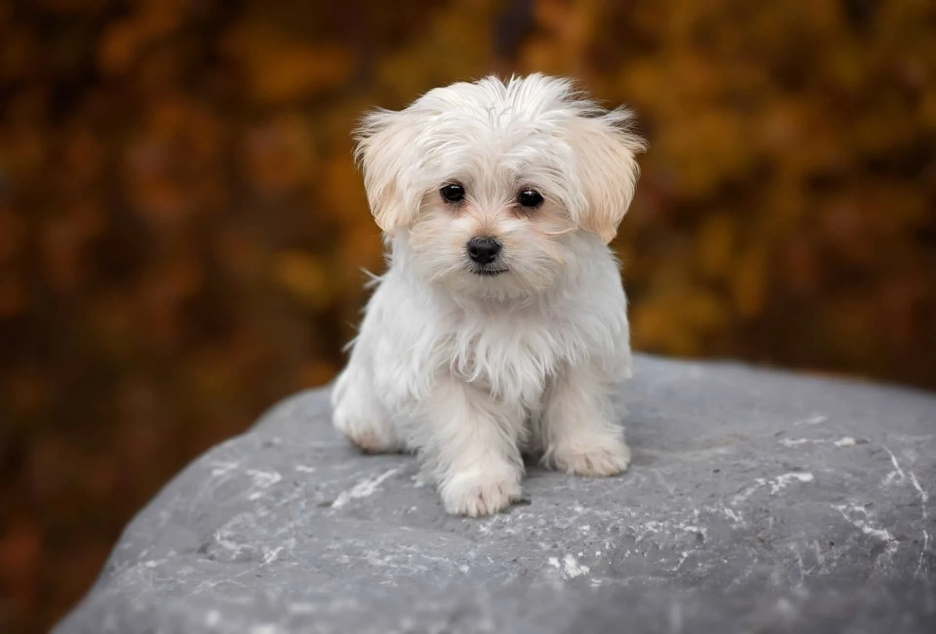 Small Maltese puppy sitting on rock.