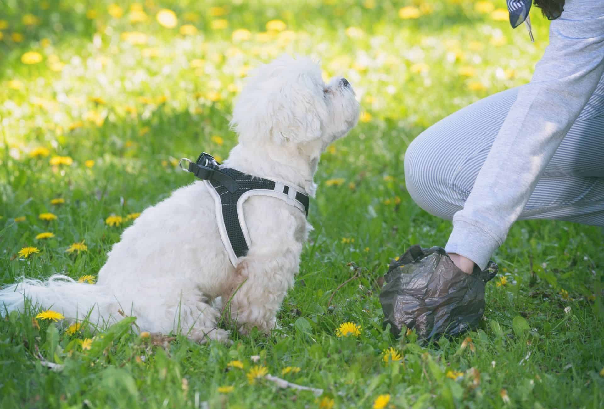 Owner picking up poop.