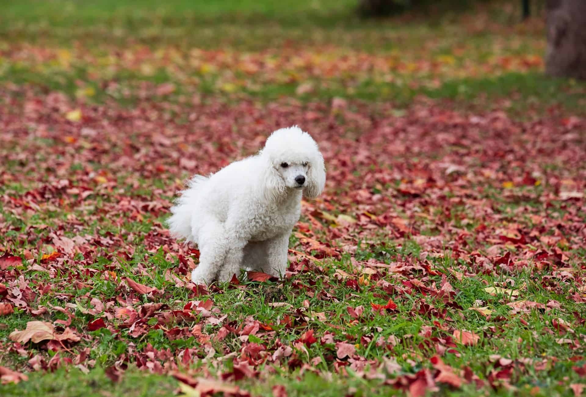 White Poodle pooping outside on grassy field covered with red leaves.