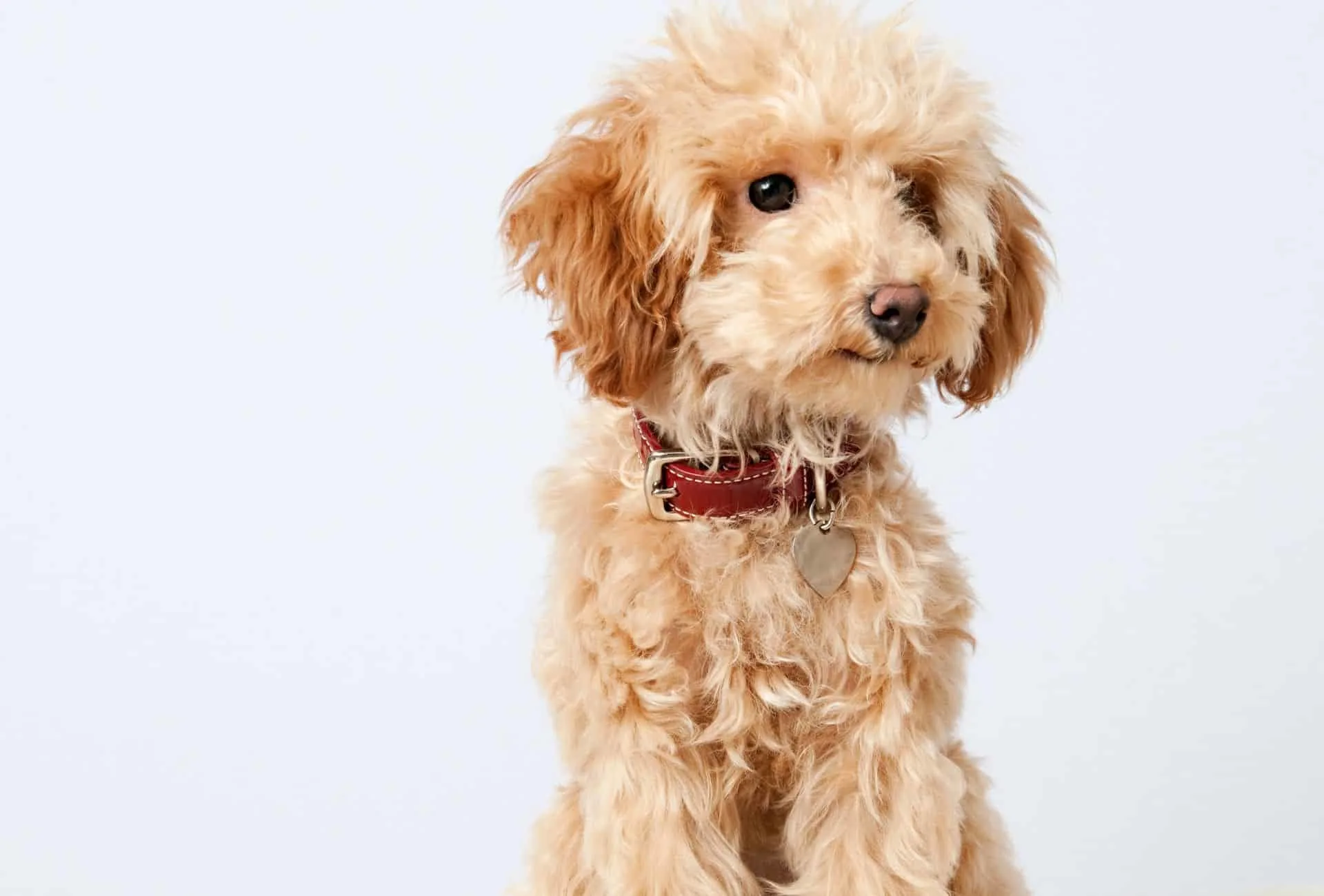 what is the difference between hypoallergenic and non allergenic dogs