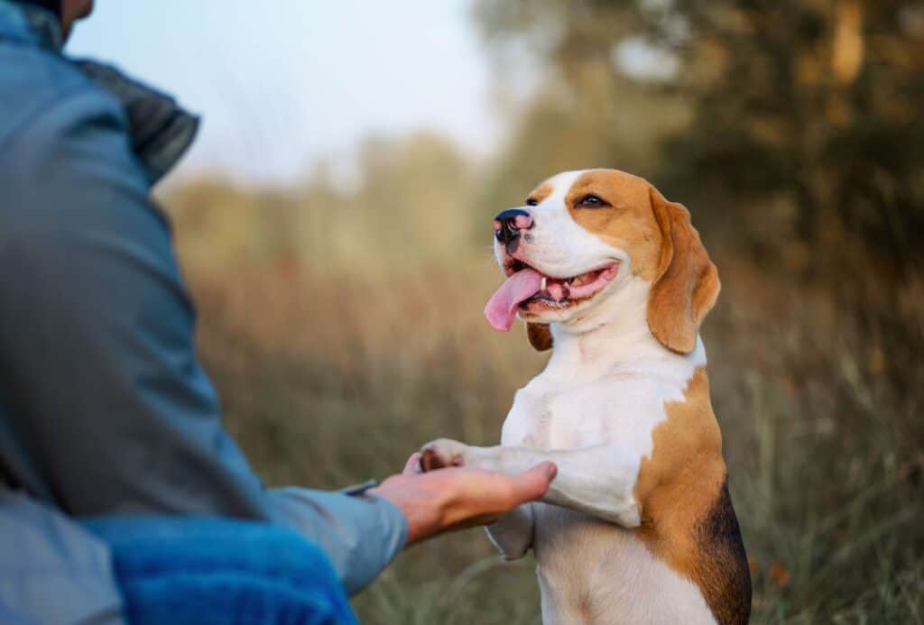 Dog stands and gives the person a paw.