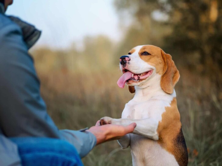 Dog stands and gives the person a paw.