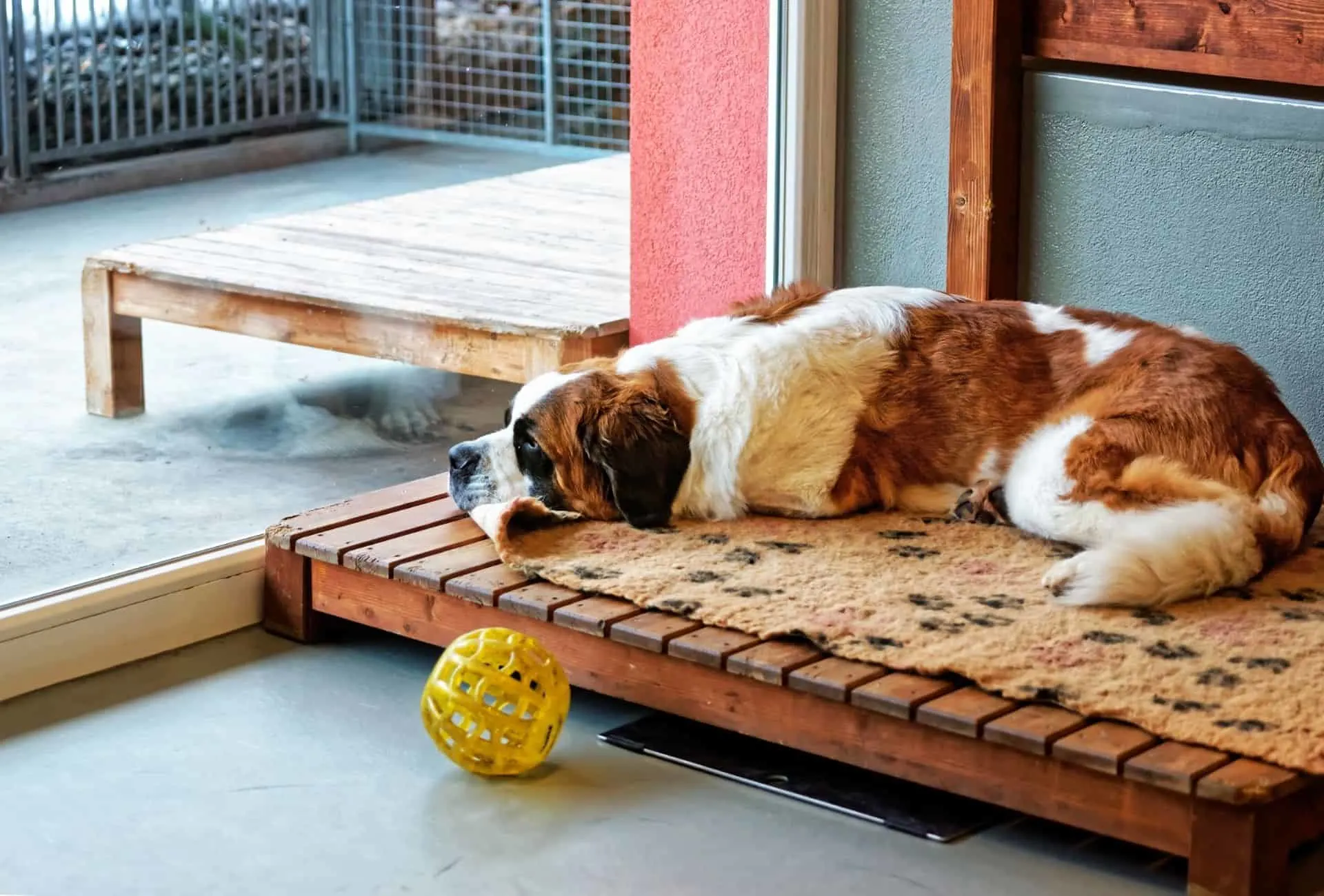 Saint Bernard laying down in a boarding kennel and looking out the window.