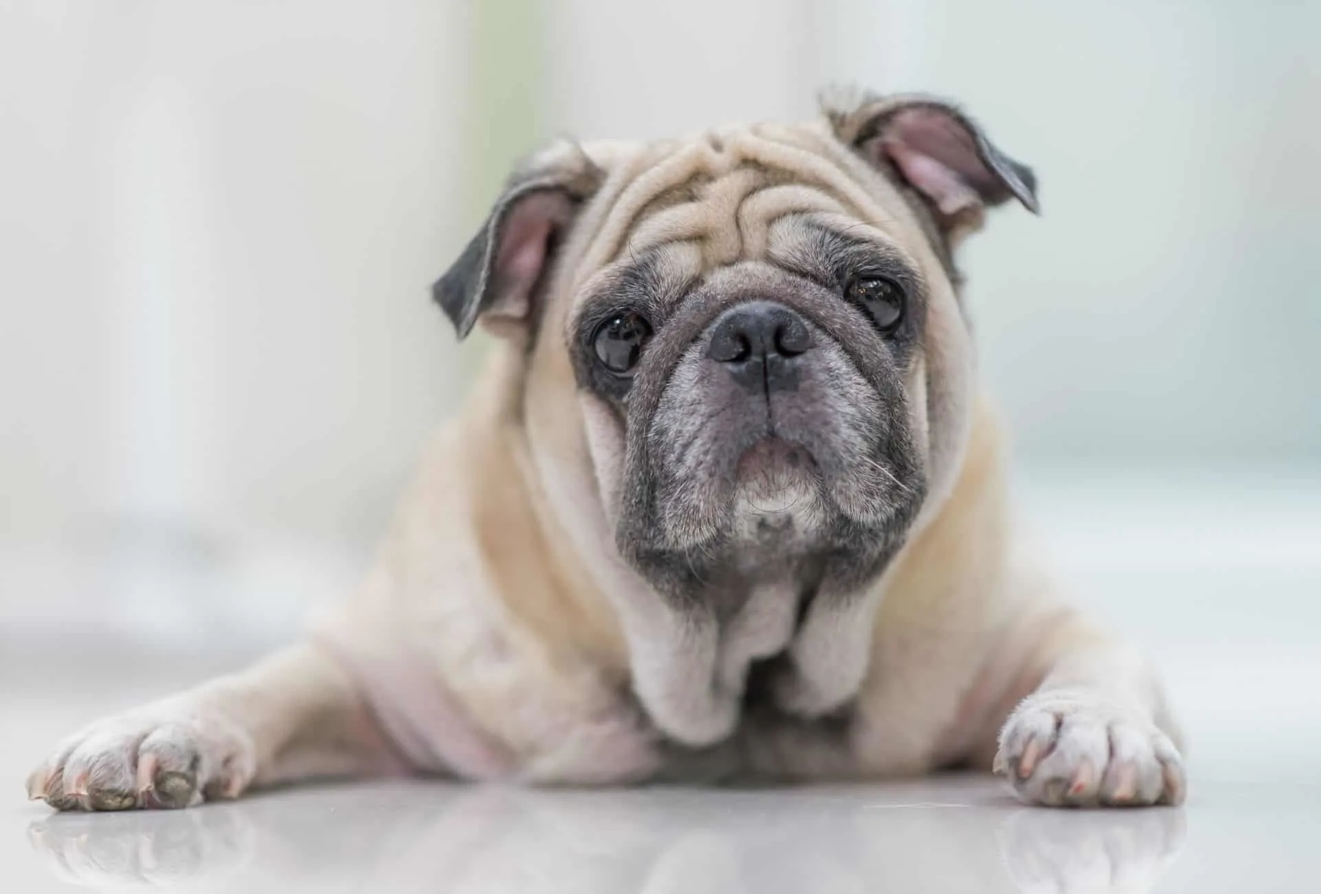 Senior pug lying on the floor.