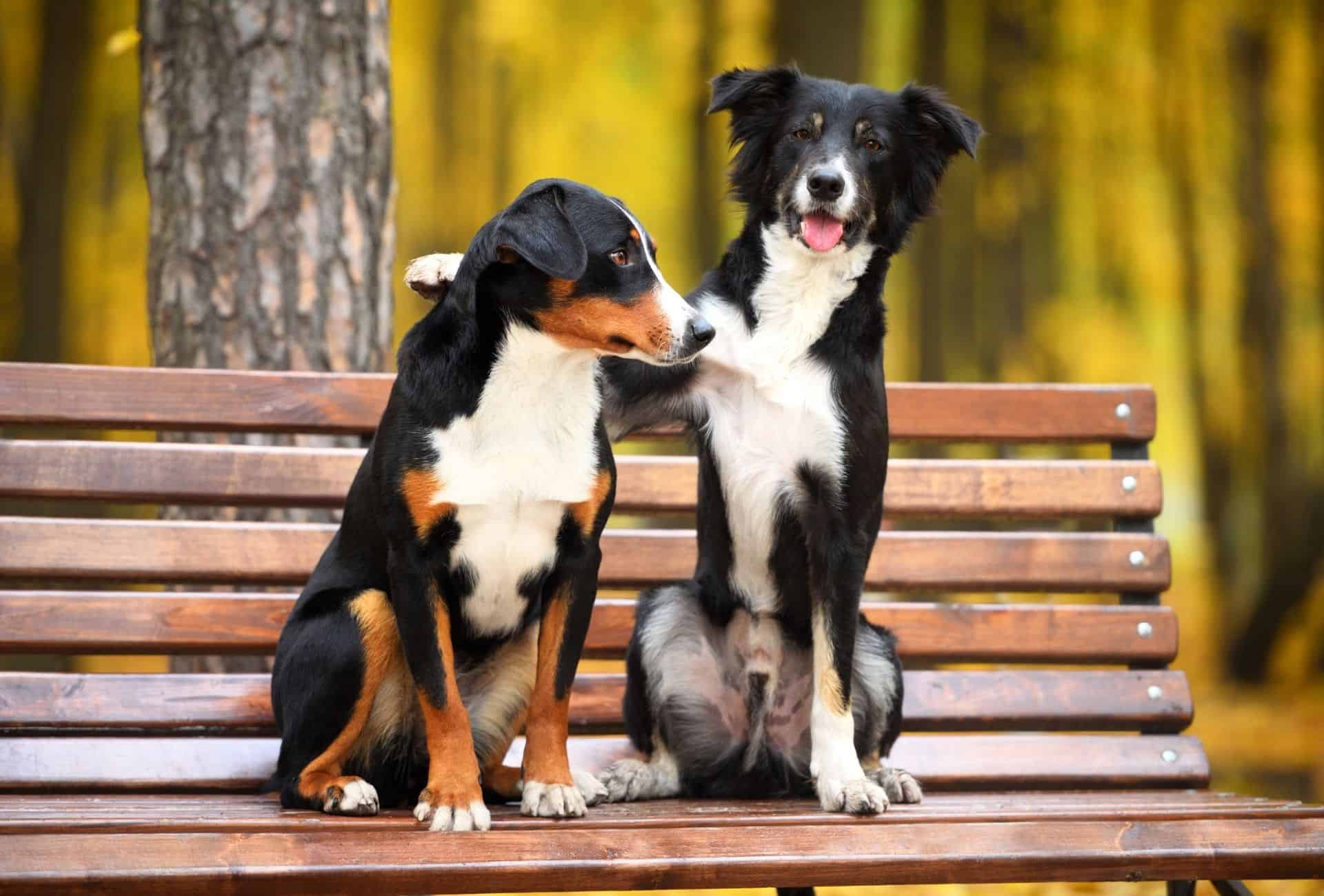 Two dogs sit on a bench, one dog places a paw on the other dog's back.