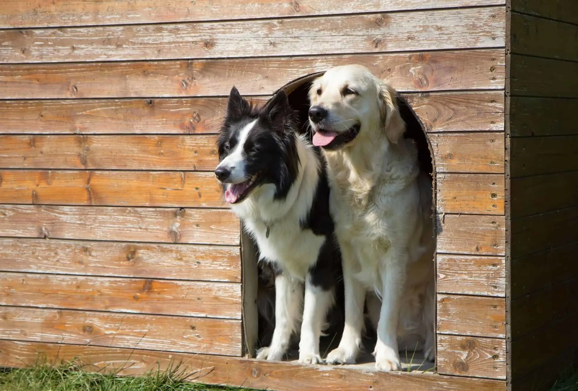 how old should a dog be before boarding