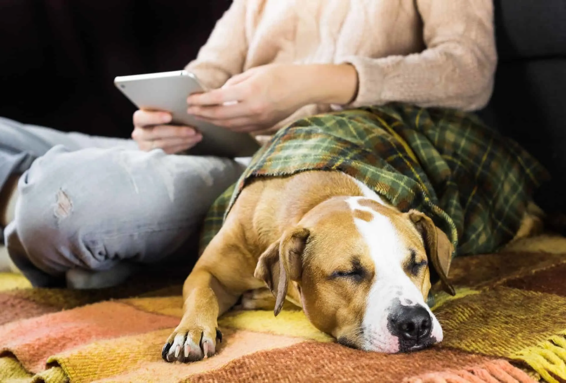 Dog sleeps next to owner, possibly bored and whimpering seemingly in sleep even though the dog is awake.