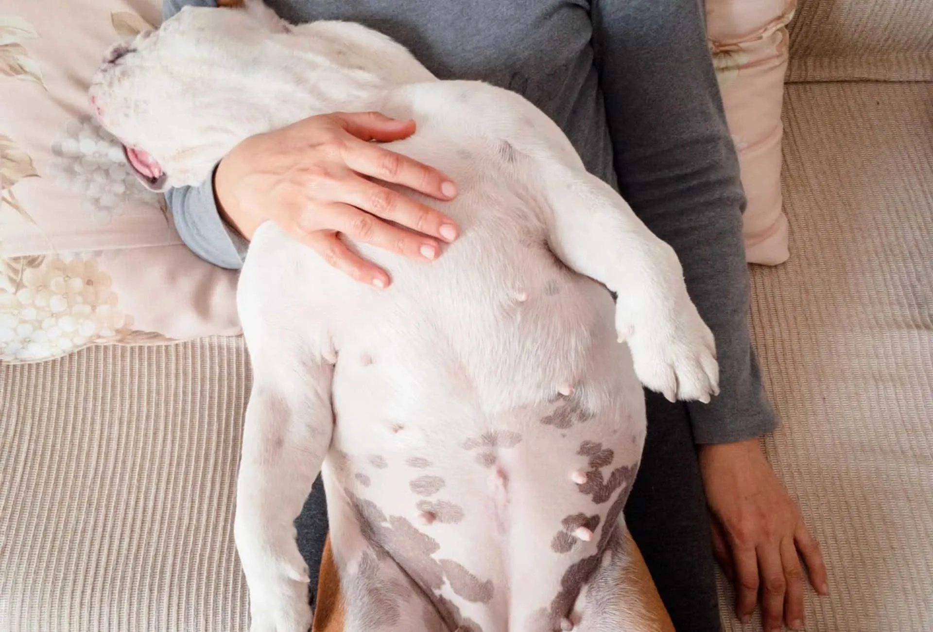 Dog sleeps on his back which often encourages whimpering during intense dreams.