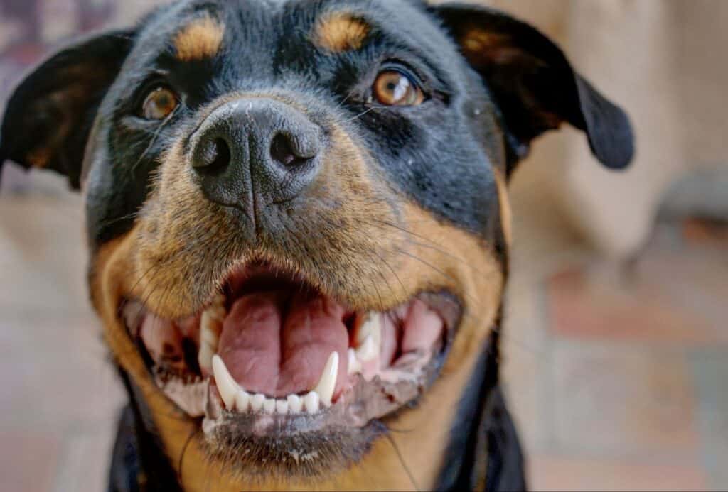 Miniature Rottweilers can be created through many ways and the Pitbull Rottie mix creates a relatively large miniature Rottie.