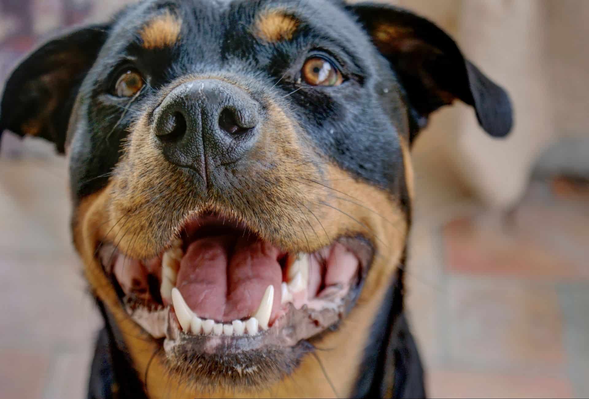 Pitbull Rottweiler mix head