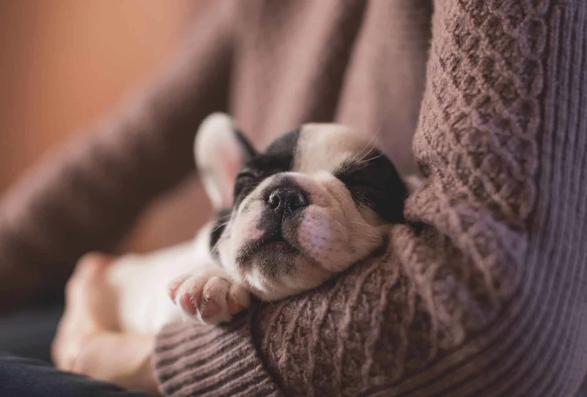 Dog owner holds sleeping black and white puppy in his left arm.