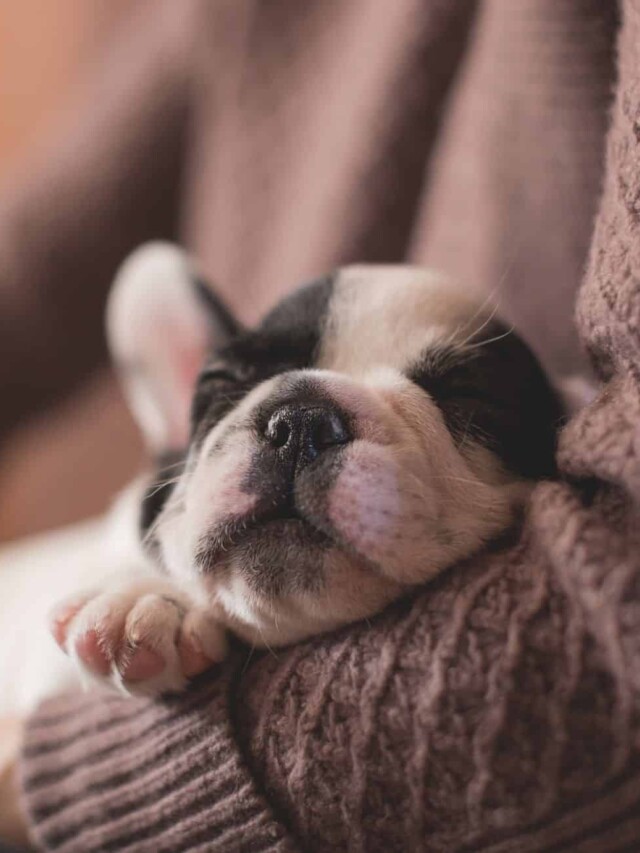 cropped-Puppy-sleeping-on-arm.jpg