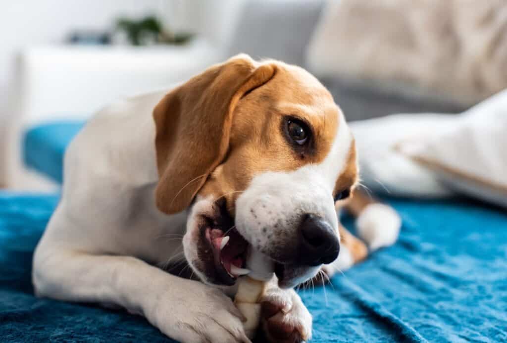 Beagle chewing a treat.