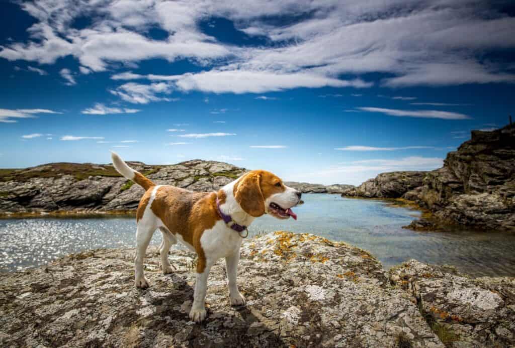 Adult Beagle stands on to of a mountain.