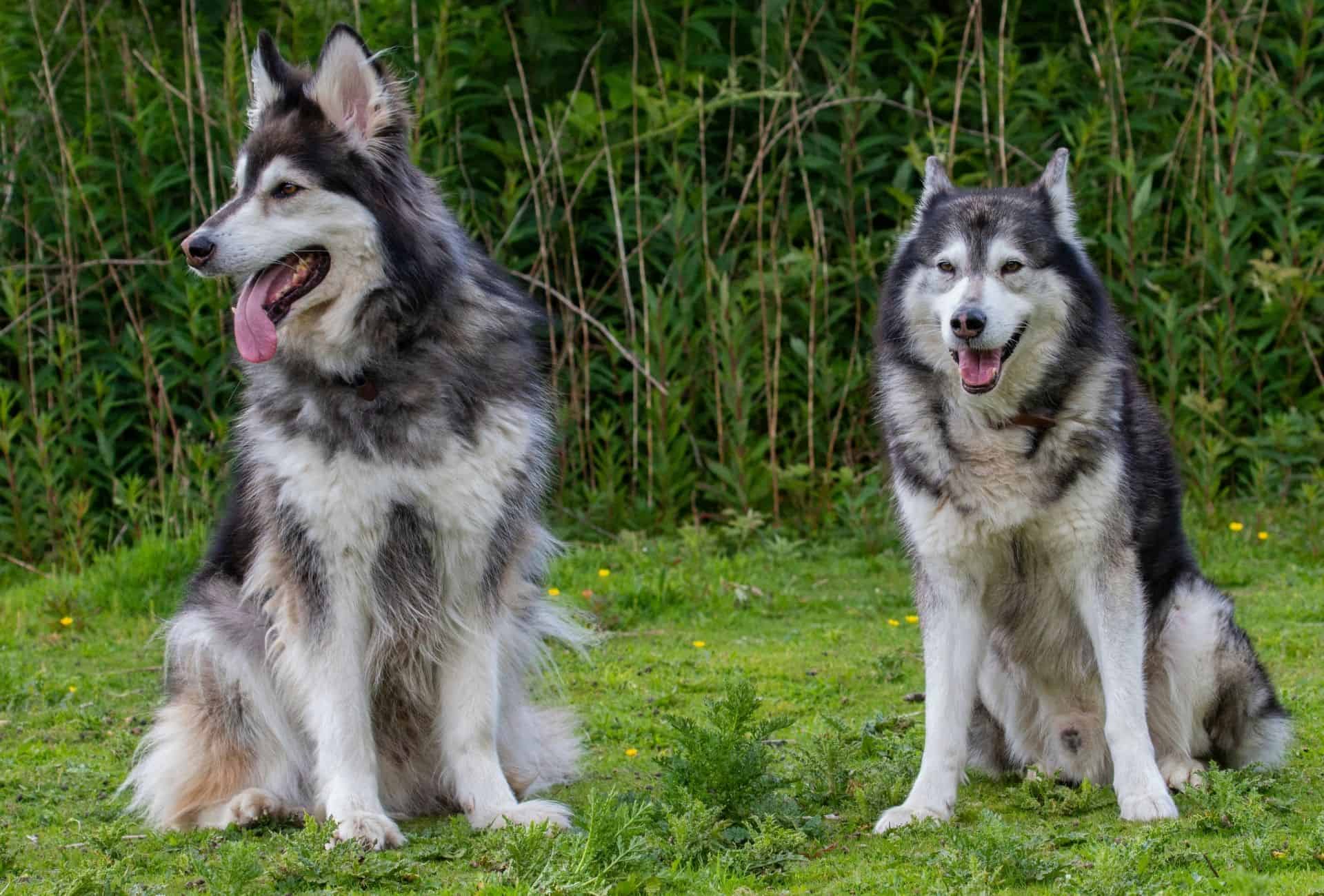 Two furry Alaskan Malamutes surrounded by green.