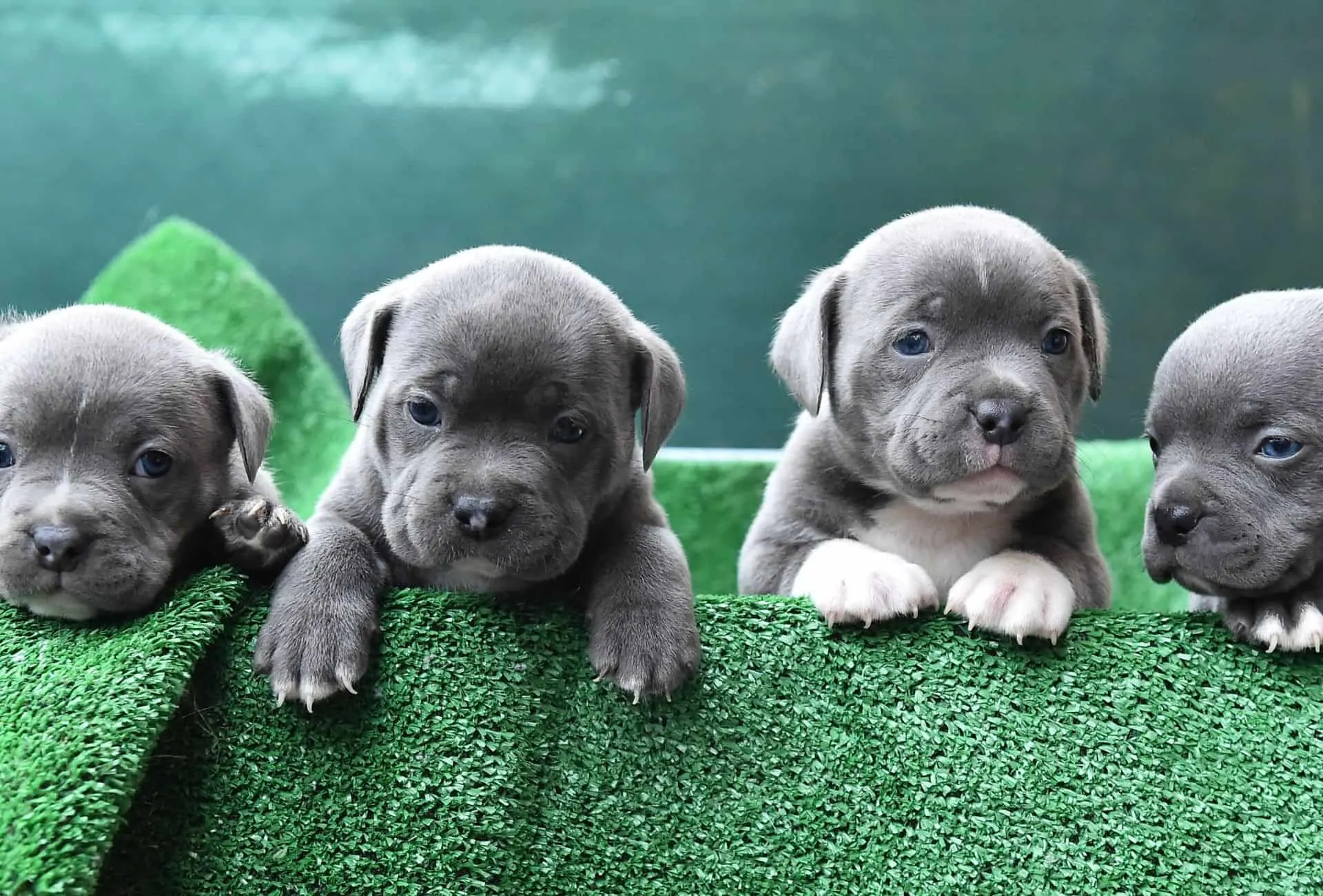 Four American Bully puppies with gray and white coats and blue puppy eyes.