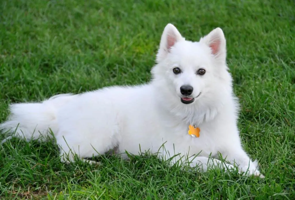 Small American Eskimo with a white coat.