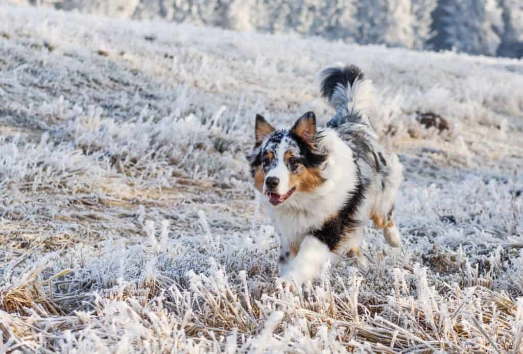 Merle Australian Shepherd running on snowy ground.