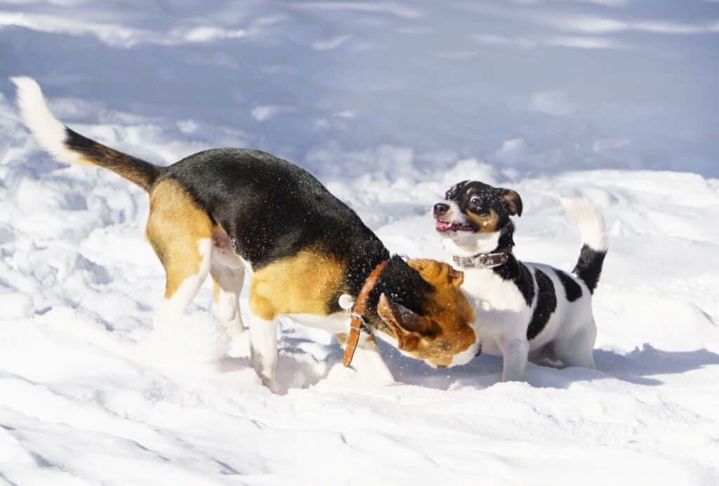 Beagle is playfully biting the Jack Russel Terrier's leg in the snow.