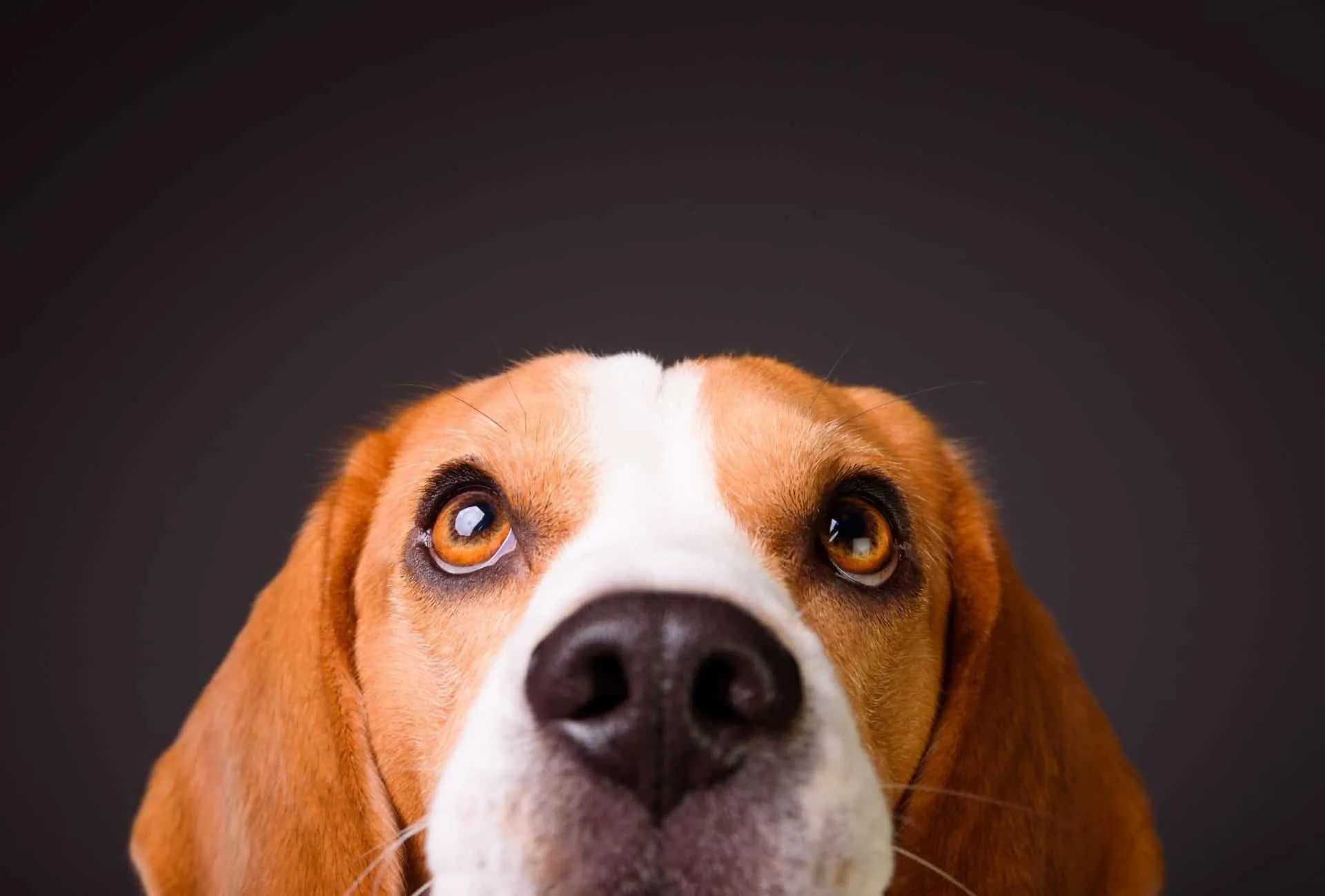 Beagle head with shining brown eyes in front of black background.