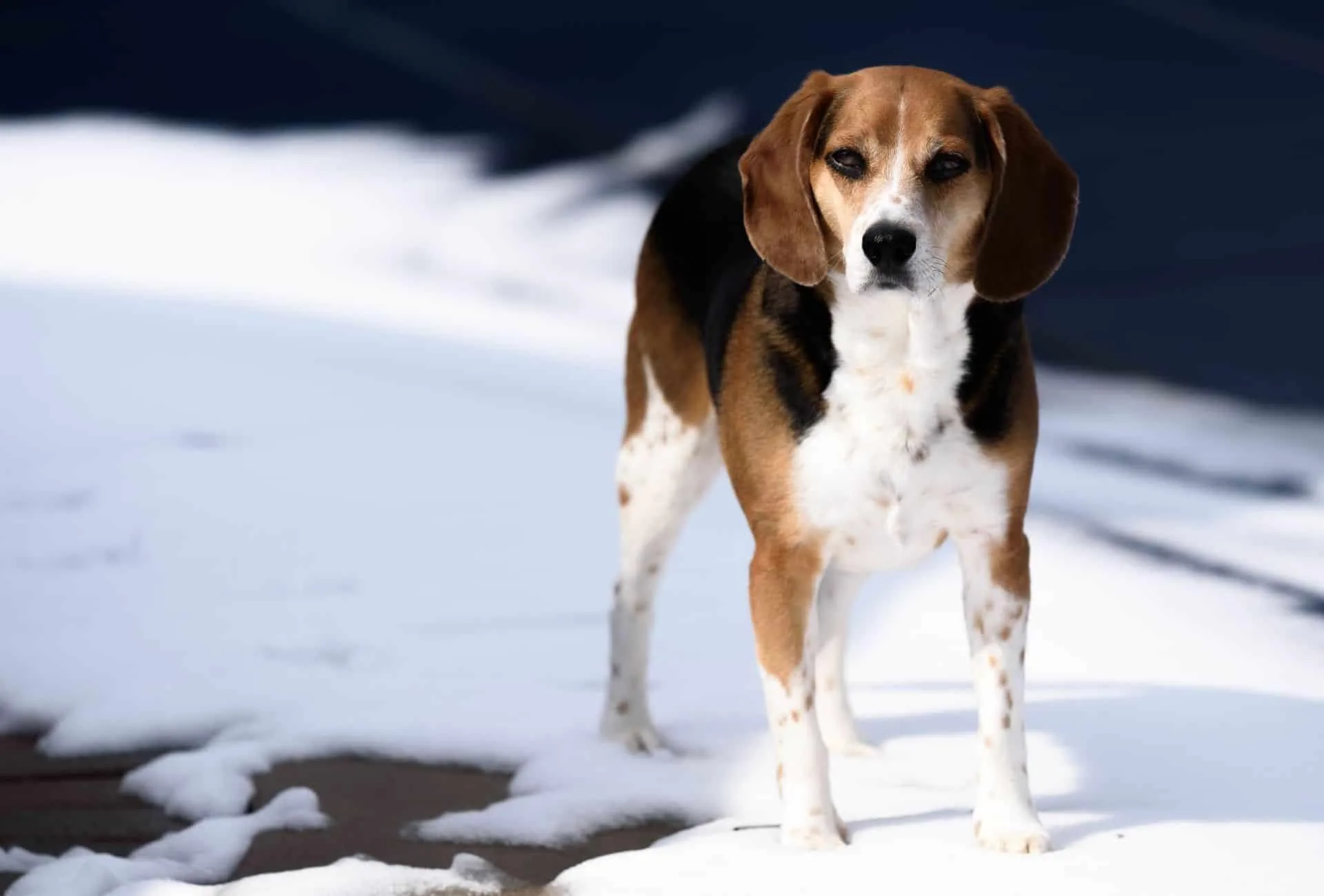 Do Jack Russells And Beagles Get Along