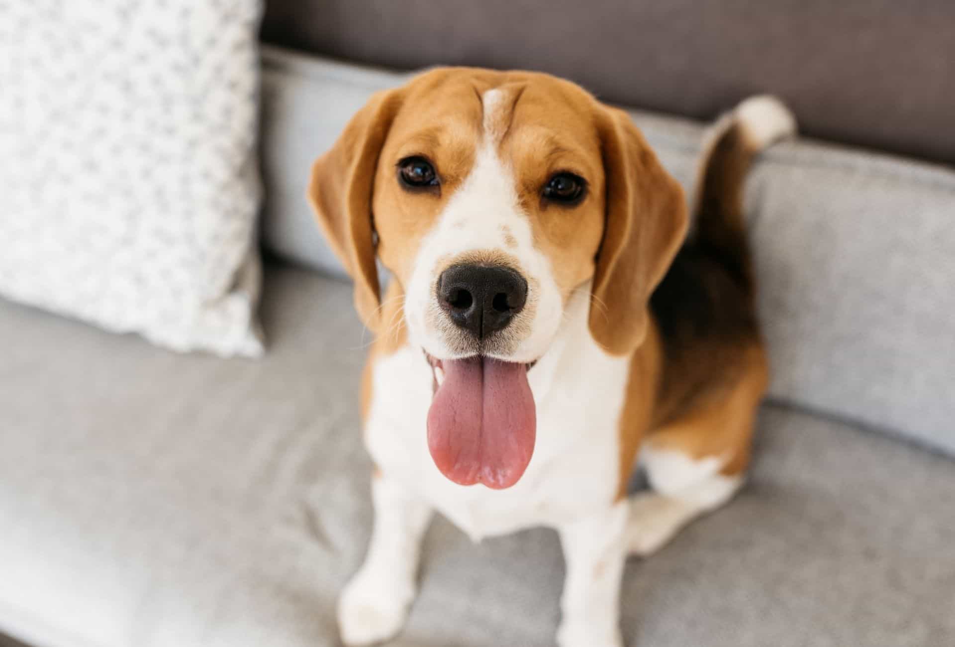 Adult Beagle with the tongue out sitting on a couch.