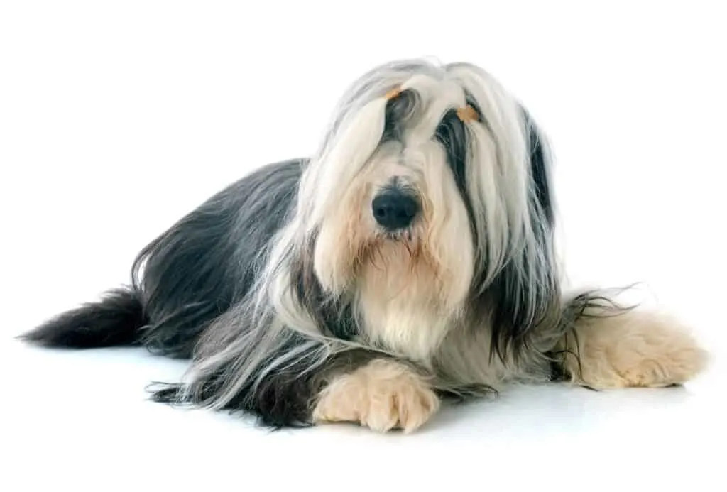 Bearded Collie laying down in front of white background.