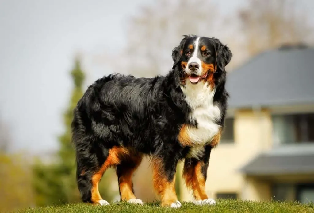 Curly Bernese Mountain Dog.