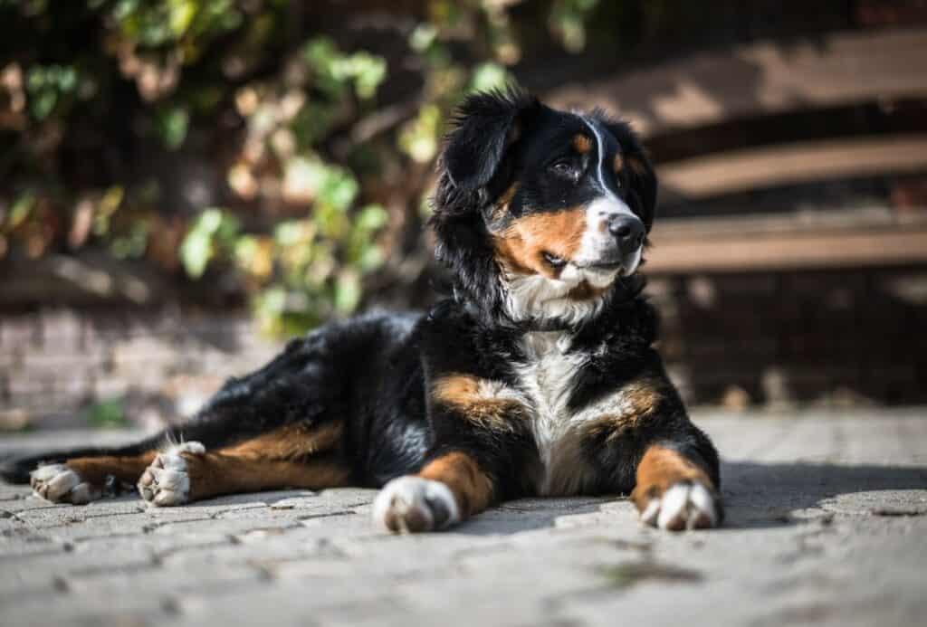 SURPRISING Bernese Mountain Dog Lifespan Facts PawLeaks