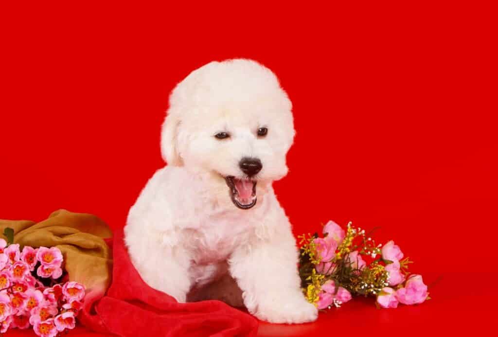Bichon Frise with a round haircut in front of a red background and flowers.