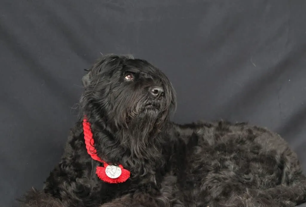 Black Russian Terrier with a medal around the neck.