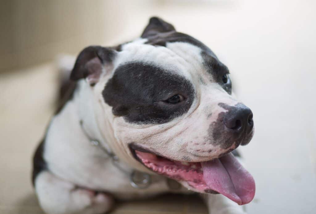 American Bully with a black and white coat and two black splotches around the eyes.