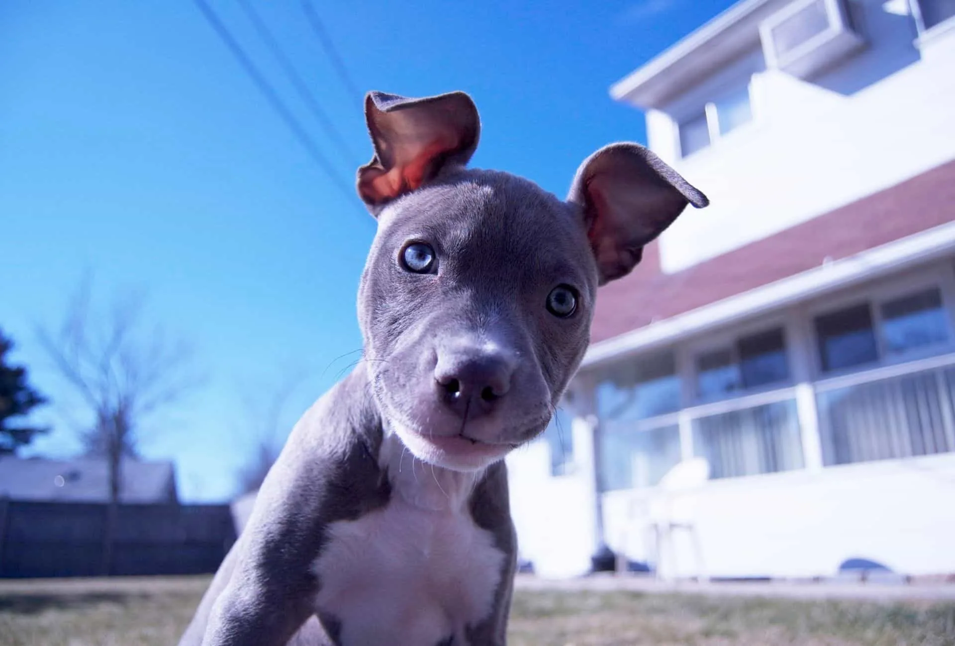 American Bully Puppy Was Born With Blue Eyes 