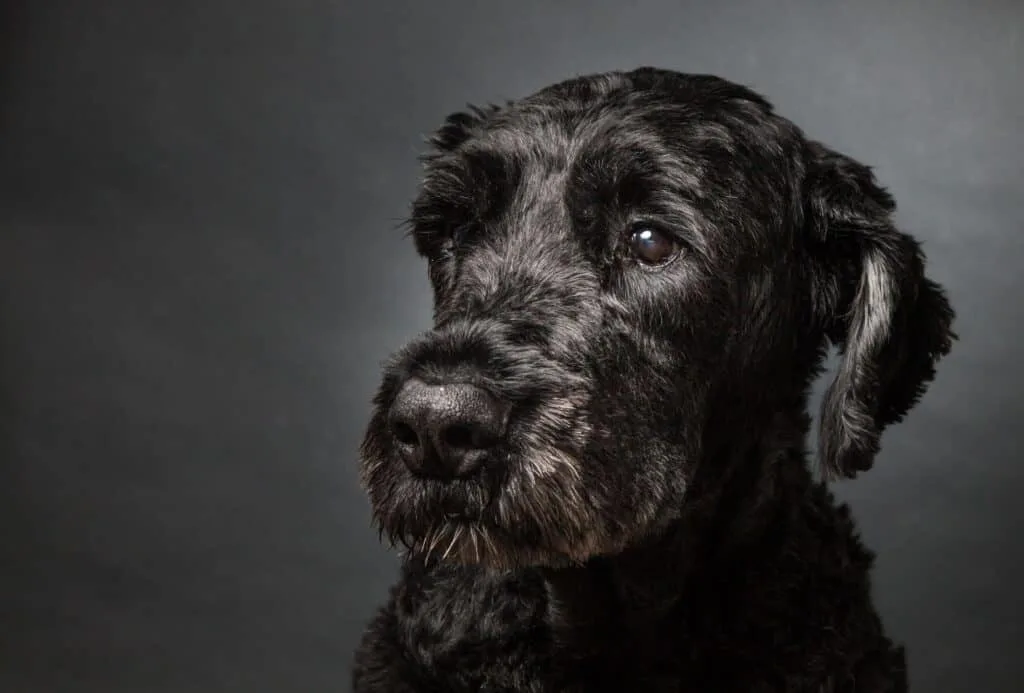 Close-up of black Bouvier des Flandres in front of black backdrop.