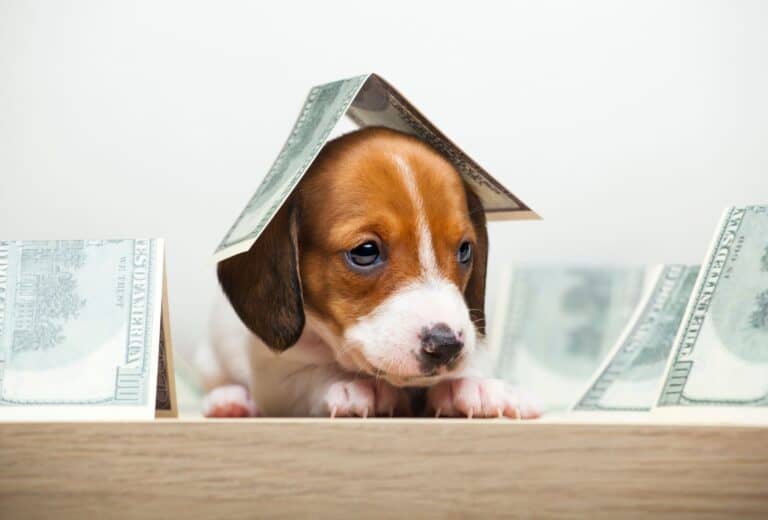How Much Do Dog Breeders Make? [SURPRISING Real Salary] PawLeaks