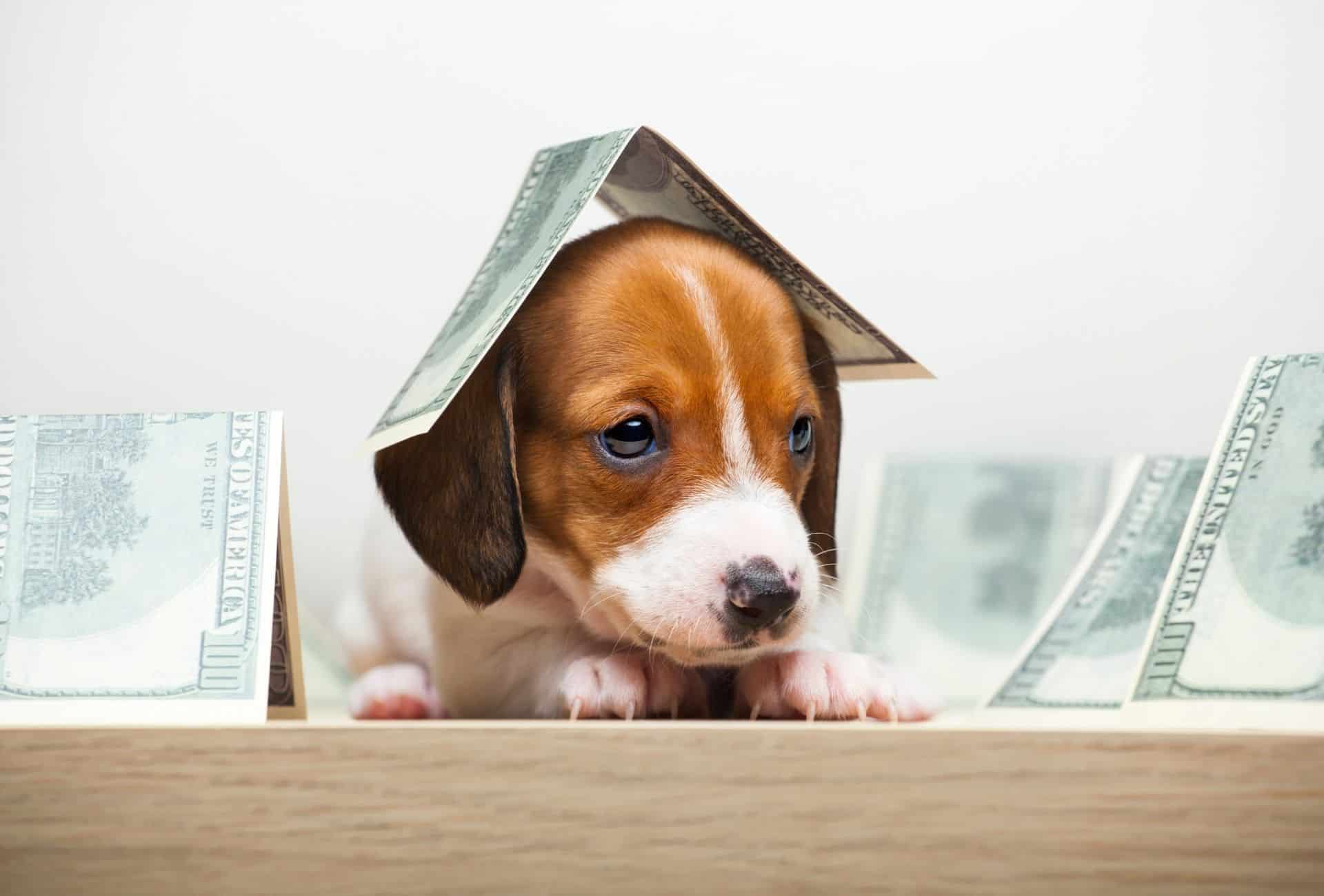 Puppy symbolically stands under a dollar bill, a lot of work is required to make money as a breeder.