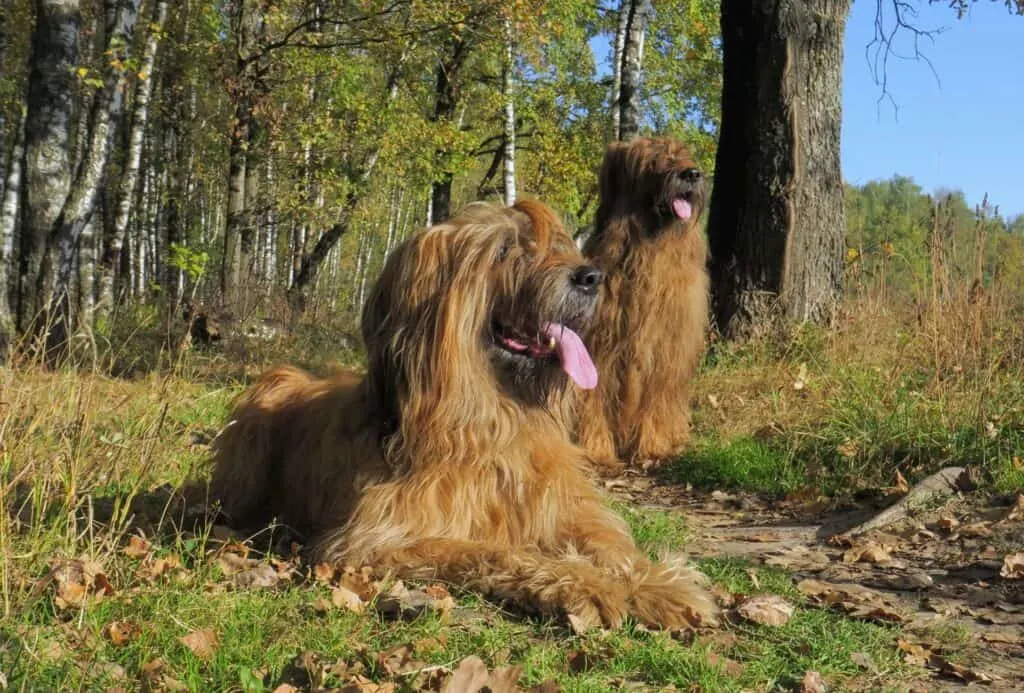 Two Briards with ver long fur.