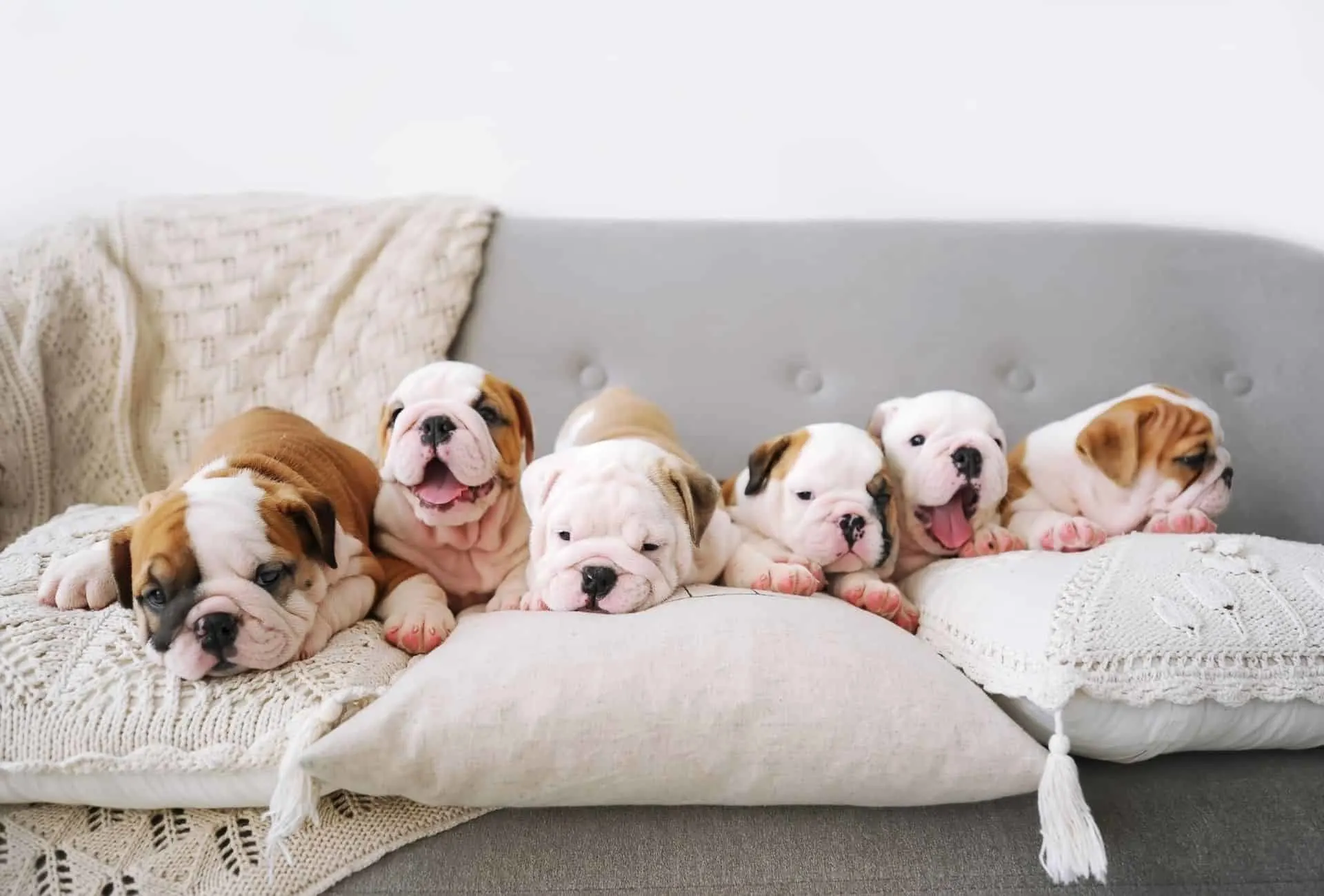 Six white and brown Bulldog puppies together on the couch.