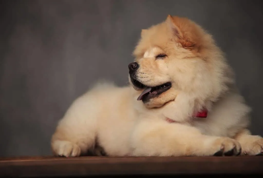 Chow Chow puppy with eyes closed.