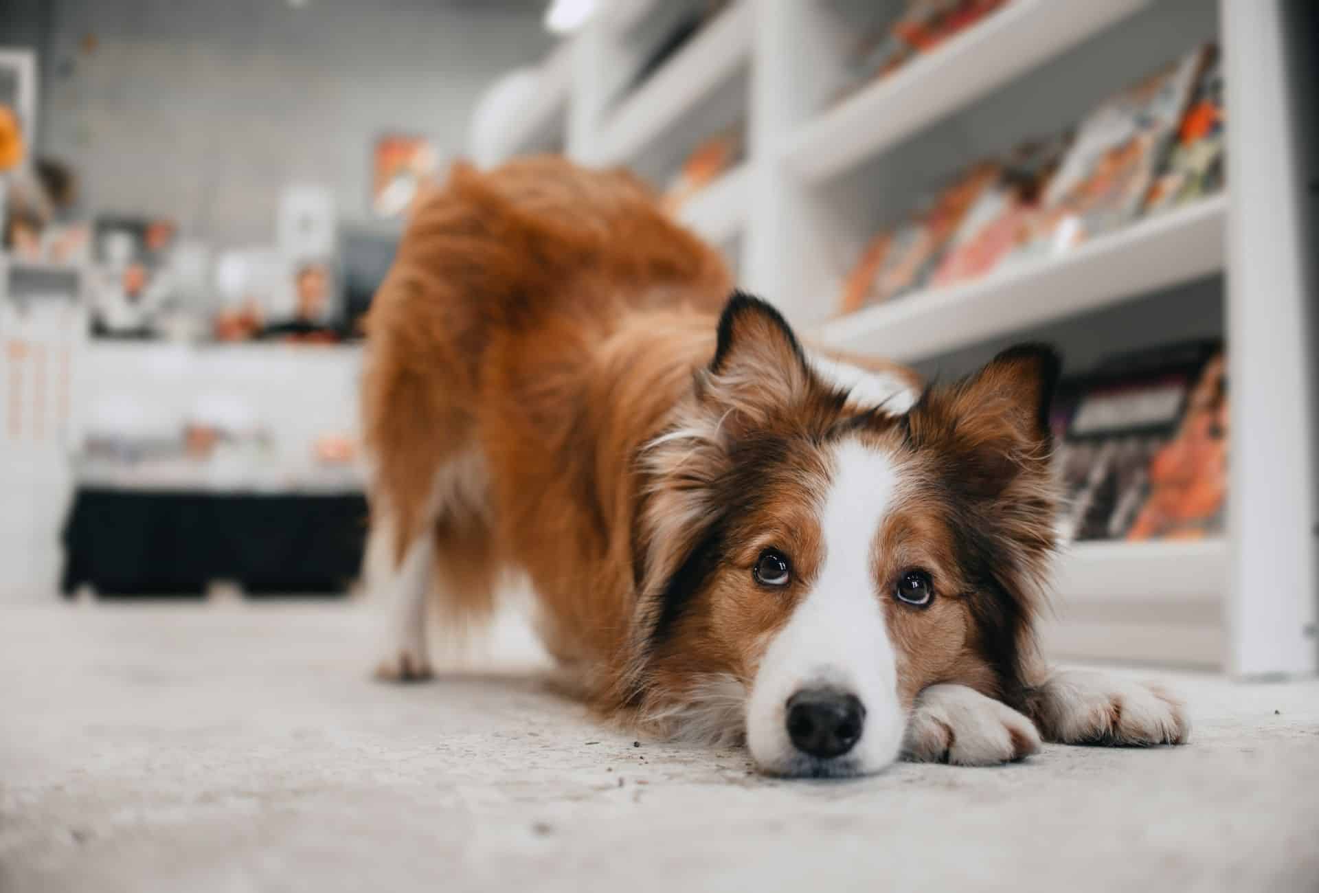 are dogs allowed in supermarkets