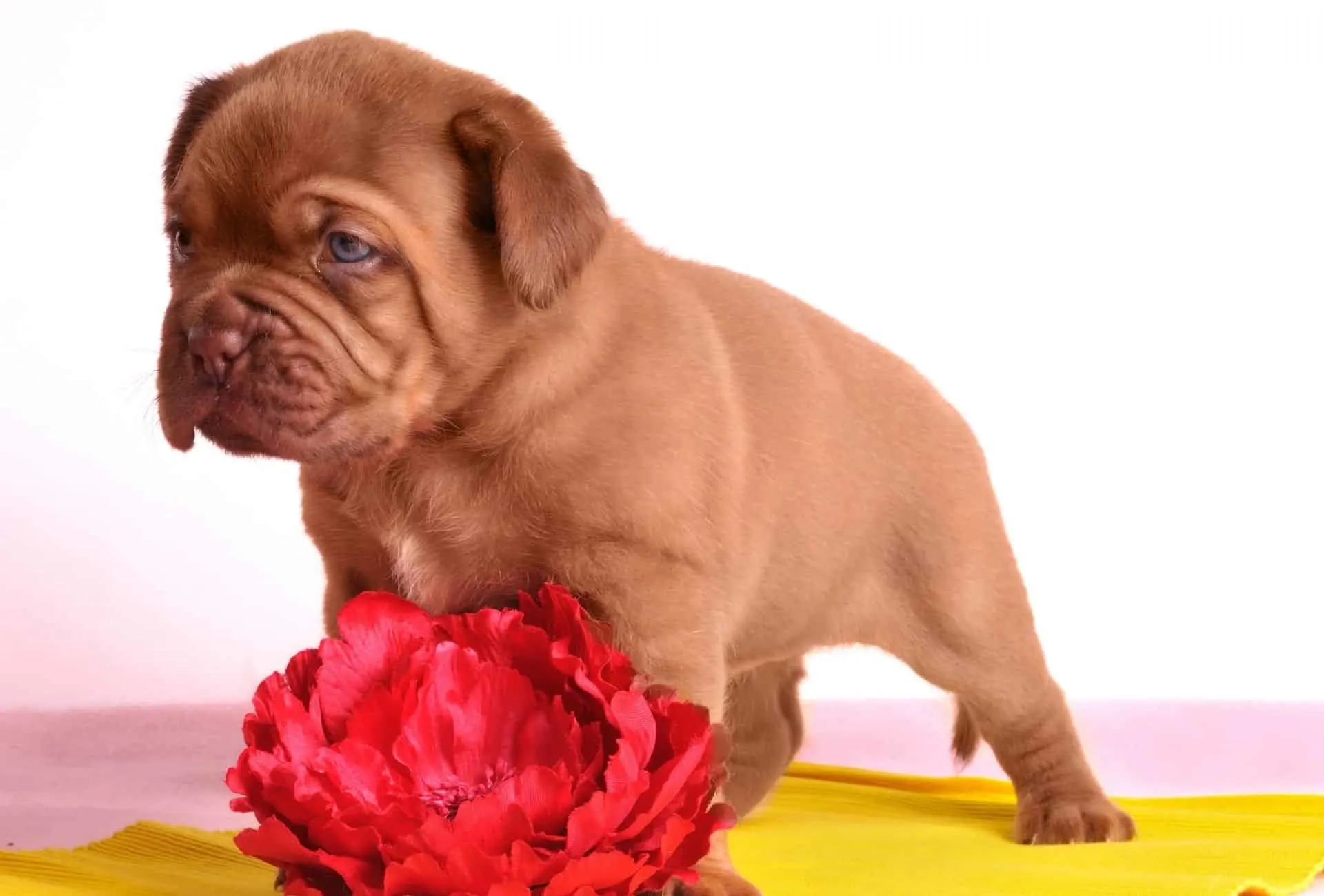 Sweet Dogue De Bordeaux puppy with blue eyes.