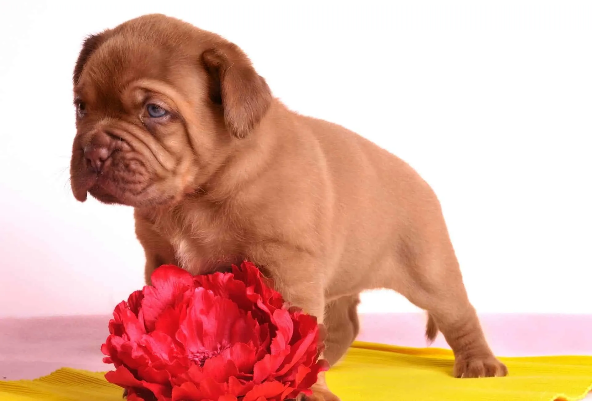 Cute Dogue de Bordeaux puppy on a yellow blanket.