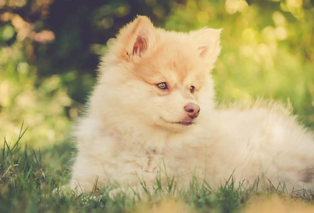 Rare Finnish Lapphund puppy.