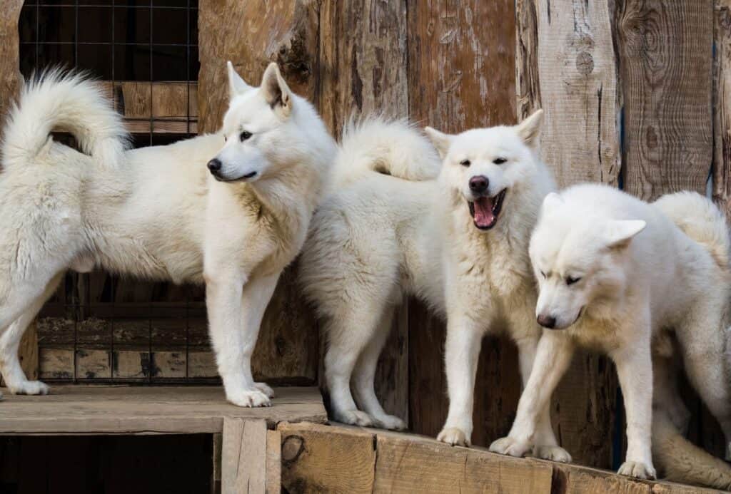 Three large white fluffy dogs with curly tails.