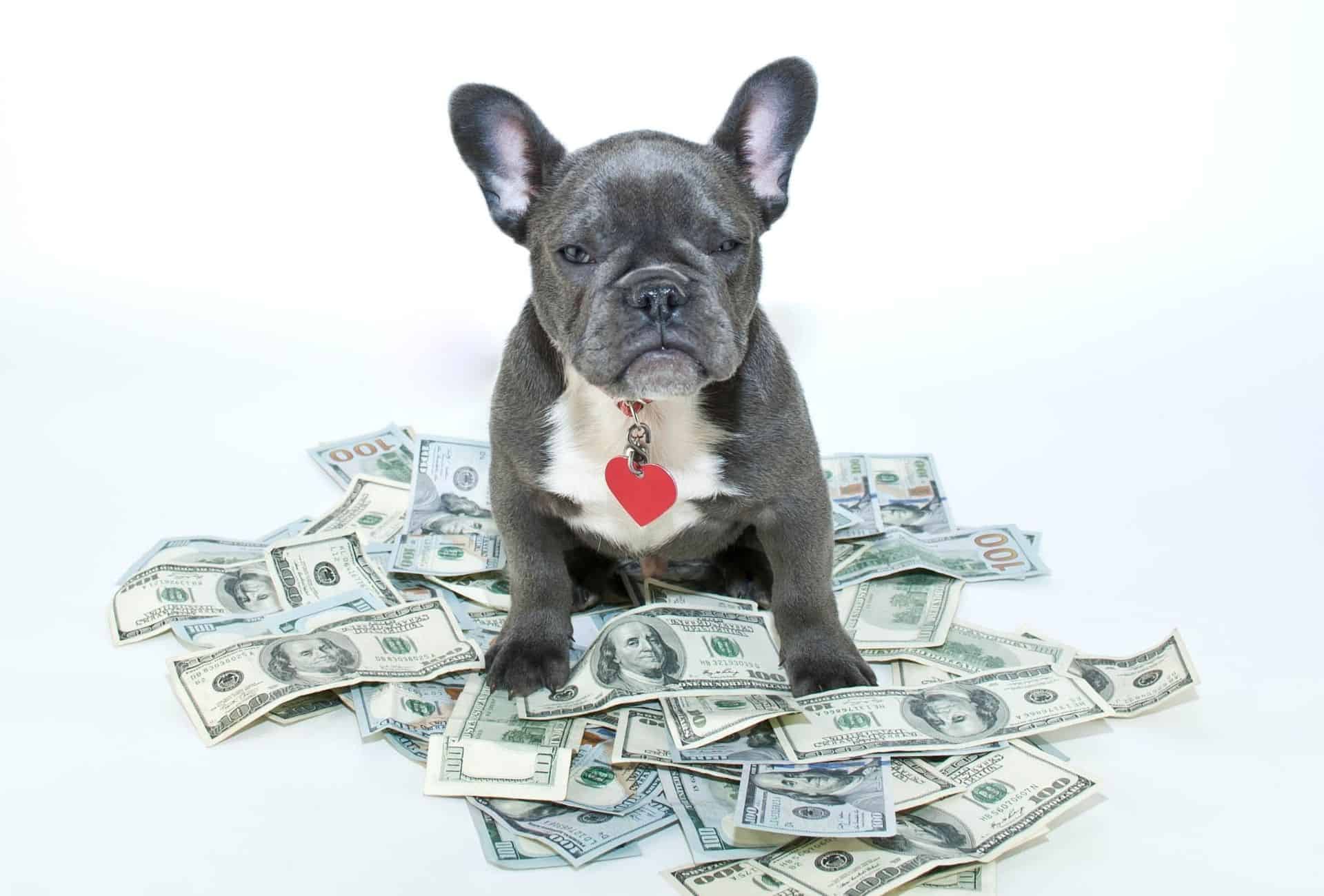 French Bulldog sits on a pile of money, signalling that breeders definitely can make money with breeding.